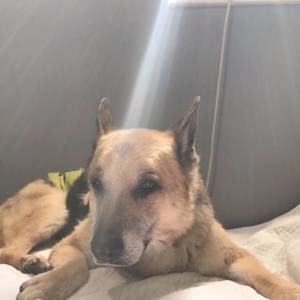 Meet your Posher, Desiree